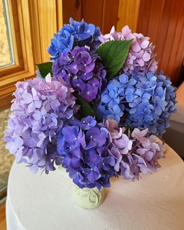Hydrangeas from Leslie's yard